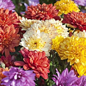 CHRYSANTHEME 2